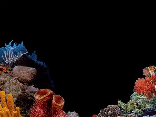 Windows 98 Underwater Screensaver (1998)