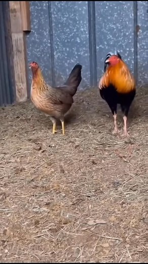 10K views · 744 reactions | Sweater possum pair available | Carol Nesmith Gamefarm | Facebook