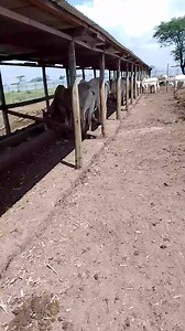19K views · 299 reactions | Isiolo feedlot facility | African Farm Resource Centre | Facebook