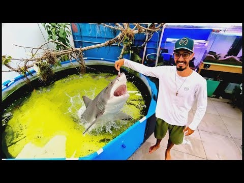 My Monster Carnivorous Fish Ate Right Out of My Hand!