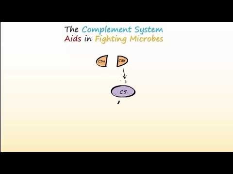 Complement System Part 1 - Overview and Actions to Fight Infections