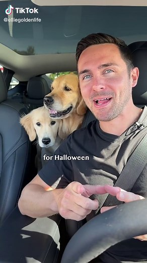 Hauntingly Cute Golden Retriever Halloween Puppy Dog House Build