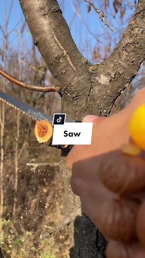 Top Garden Tools for Outdoor Projects | Walensee Saw Review