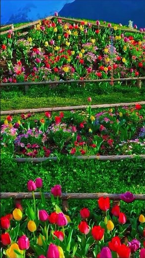 "Relax with Spring Flowers 🌷 Peaceful Nature Moments"
