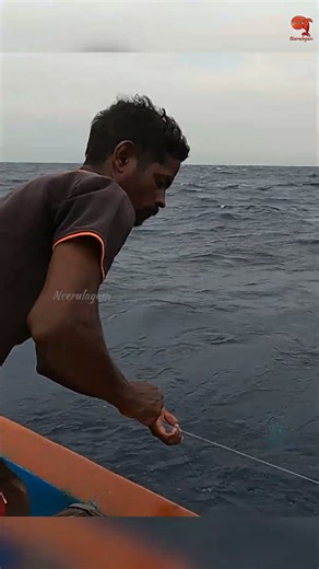 Bonito Fish Caught Using Sabiki Rigs as Bait #fishing #fishingvideo #fishingtime