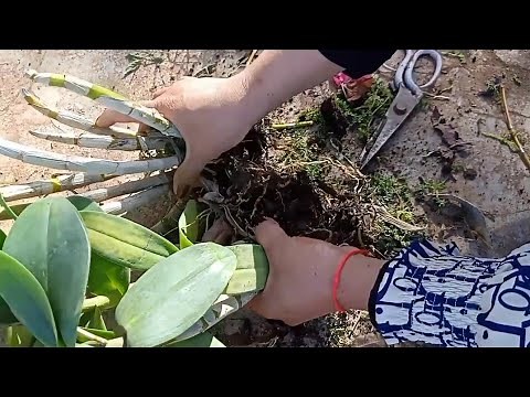 How to divide orchid in to pot/ Repotting orchid for beginner