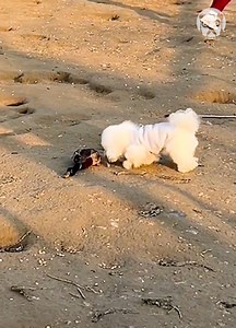 444K views · 1.9K reactions | Genius duck plays dead to escape dog | Bored Panda Art | Facebook