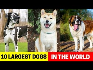 10 Largest Dogs in the World