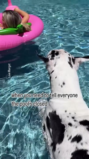 His pool. His rules 😎☀️🍉 #pooldog #greatdane #lindos | LoveMargot