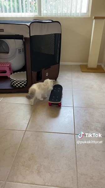 Replying to @Agnese💜 Puka got her own mini skateboard! 🛹🩷 Keep sending us suggestions! #skateboardcat