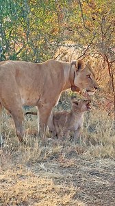 1.6M views · 31K reactions | After being separated from its mommy, this little lion cub shows off its voice by loudly calling for her to come and rescue it from the traffic of eager onlookers. Mustering up its courage, the cub quickly follows her across the road, reuniting with her. | Cute Tings | Facebook