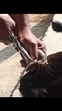 Burdizzo Castration in male goat (buck)