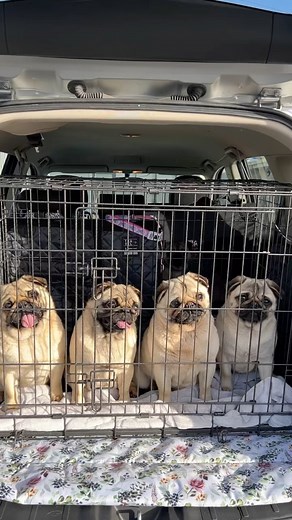 On International Dog Day… Some of our newest arrivals into Pug Rescue care want to say… Can you tilt your head this way? Does anyone want to play? 👉🏻 ADOPT: www.pugrescue.org.au/available-pugs 👉🏻 DONATE: www.pugrescue.org.au/donations #internationaldogday #pug #pugs #puglife #hello #goodboy #goodgirl #pugrescue #pugrescuevic #adopt #volunteer #donate #foster | PUG RESCUE & ADOPTION VICTORIA INC.