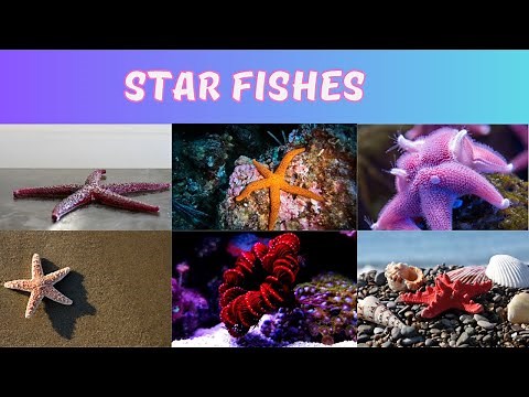 Star Fishes | Starfish | Starfish Names | The Sea Star | Types Of Sea Star | Star Fishes For Kids