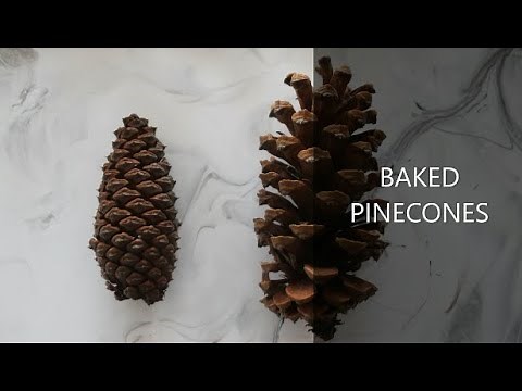 How to open Pine cones