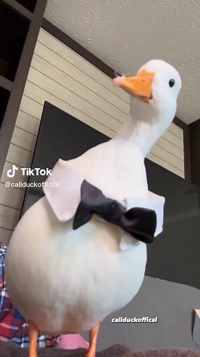 Adorable Duck Asking for Valentine's Day Message