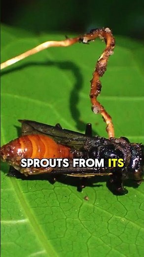 This Fungus Turns Ants Into Zombies 🧟🐜 || #zombiefungus #antfacts #naturehorror