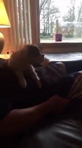 4.7K views · 463 reactions | Surprised my wife with our new Boxer baby...Ms. Luna Patches  Held up a shirt that said “I’m a Boxer Mom” and hid our new baby behind it...this was her reaction when I dropped the shirt for the big reveal 藍❤️ #boxermom: Bob Cianci Jr. | OH MY BOXER | Facebook