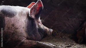Big pig in a pigsty, spotty pig lies among the filth in the pigsty, sleeping pig, side view