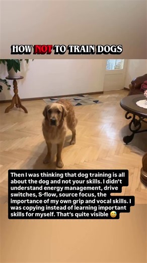 When I look back at where I started, I see a girl who thought dog training was only about the dog. I was copying movements instead of understanding purpose. I did not know energy management, drive switches, source focus, S flow, grip, or vocal control. I was trying to make my dog perform something I did not yet have the skill to lead. MVP program did not only transform my dog. It transformed me. It taught me how to communicate, how to shape energy, how to create clarity, and how to build connect