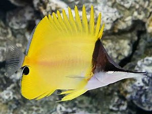 Finding Nemo Mr Ray's Encyclopedia Tad