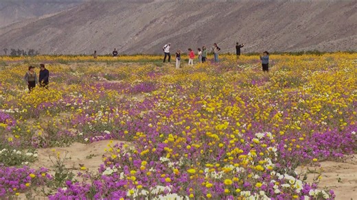Will San Diego County and the rest of the state see a superbloom this year?