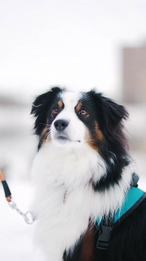 Canon Camera R5 Portrait Photography Tips for Beginners and Hobbyists