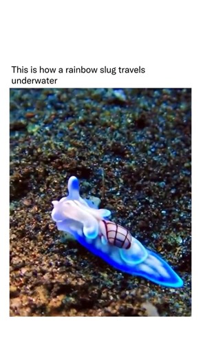 Nature Uncharted on Instagram: "Rainbow slugs are so brightly colored because their skin contains layers of pigments that reflect light differently—almost like a living prism—making them look iridescent while also warning predators that they taste terrible and may be toxic."