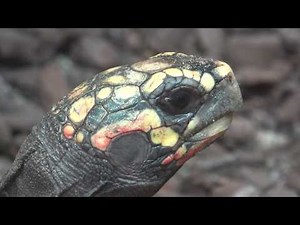 Facts about Red-footed tortoise - Do you know that?
