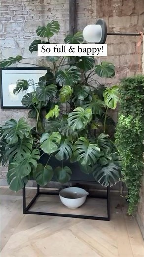 The best way to get your monstera leaves to grow is to attach them to something for support!