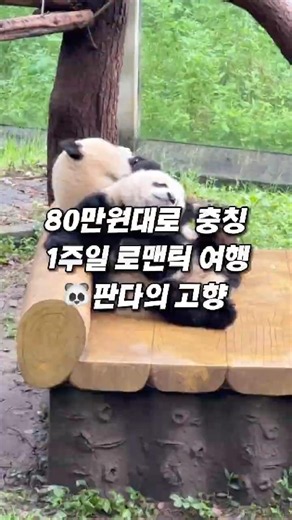 트립닷컴에서 코드 Jkj201 검색하세요! 충칭·청두 여행, 항공권·숙소·액티비티까지 한 번에 할인받는 방법! 80만원대로 떠나는 충칭 1주일 로맨틱 여행 🐼｜판다의 고향