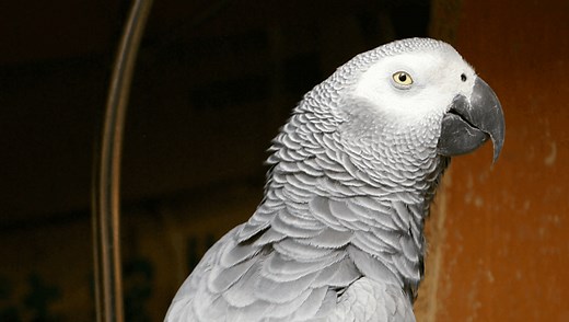 “You Be Good. I Love You”: How Alex The Talking Parrot Rewrote Our Understanding Of Animal Intelligence