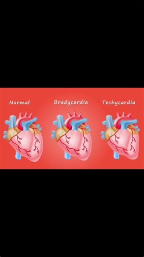 When the Heart Beats Too Slow or Too Fast – Quick Cardiology Guide You’ll Never Forget!
