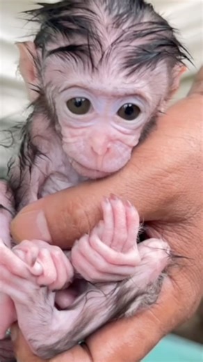 Morning Trouble! 😂🐒 Baby Monkey Yumi Has to Be Cleaned After a Full Diaper! 💦