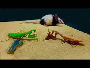 Mantis VS 10 other insects