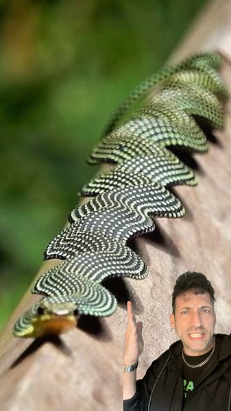 Flying Snake actually exist 👀