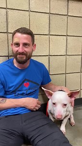 UPDATE: ADOPTED!!!! Puppies are easy, outgoing lab mixes and purebred anything, small fluffy pups and the dogs that bathe you in kisses at your first meeting…easy. But don’t overlook the shy ones, the nervous ones, the ones who aren’t as confident. They also have love to give and are so deserving to receive it also. They likely have a story to tell that we will never understand and they need us just as much, maybe even more than others. They too want to feel safe and have a home. They will spend