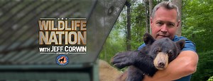 Wildlife Nation with Jeff Corwin