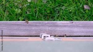 Bees entering and exiting a beehive. Camera was positioned on top (part 2 of 2)