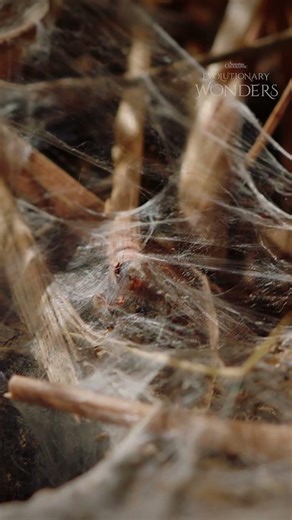 Australia's Maningrida Diving Tarantula