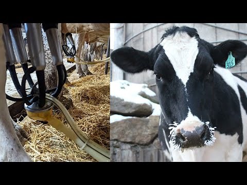 Milking Cows During The Winter on a Small Dairy Farm!