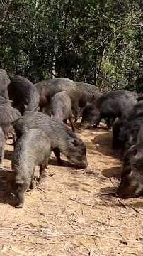 Farming of wild animals - FULL REPORT AT THE LINK