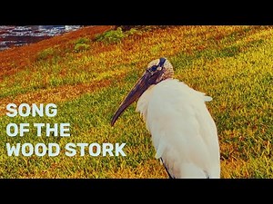Pamela Storch - Song of the Wood Stork (Official Music Video)