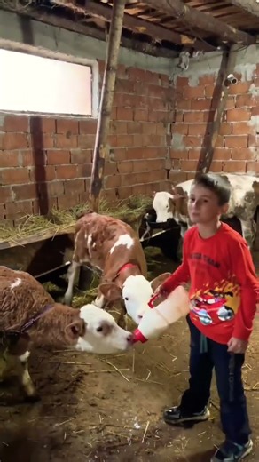 Buzağı Süt İçerken Çıldırdı! 🐄😍 Köyde Sabahın En Tatlı Anı
