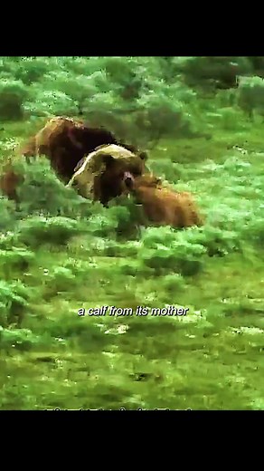 Animal world 356 on TikTok