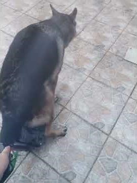 German shepherd trained pooping outside the house.. #legit