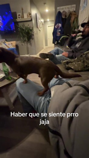 Roberto Cortes (@robertocortes664)’s videos with original sound - Roberto Cortes