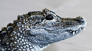 Yeah, we had never thought of an alligator being "cute" before either, but this little guy at the The Maryland Zoo in Baltimore won us over right away. Sadly, there are only about 130 Chinese alligators like him left in the wild. | Great Big Story