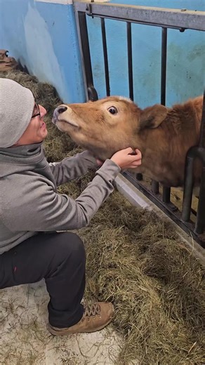 Discover Cute Icelandic Cows