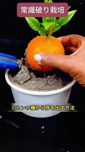 接ぎ木技術 #植物嫁接 #農業ハック #園芸のコツ #ガーデニング